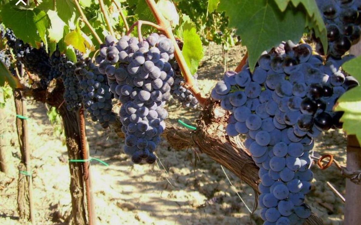 Cordella In Montalcino Wine Resort Dış mekan fotoğraf